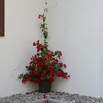 Zum Schreiner Bed & Breakfast 4*