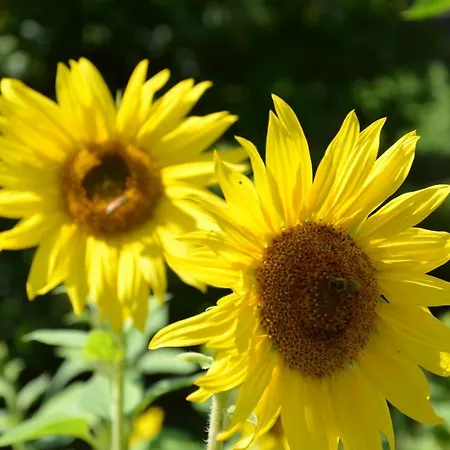 Zum Schreiner Bed & Breakfast 3*