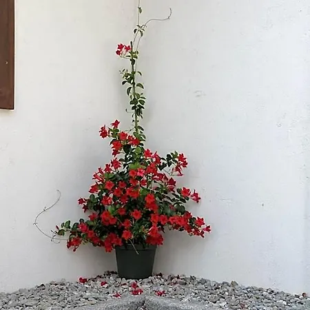 Bed and Breakfast Zum Schreiner -valora-