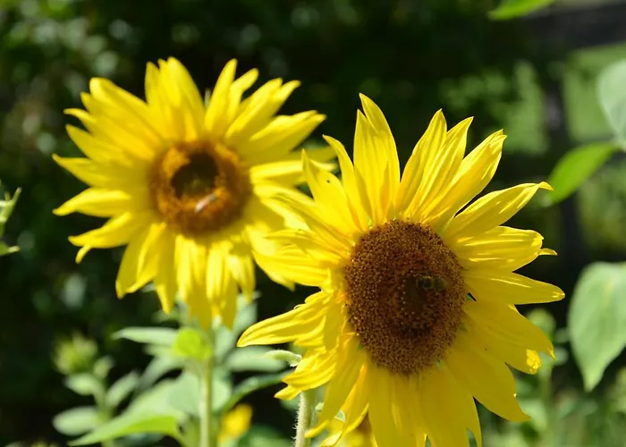 Zum Schreiner Frühstückspension 3*